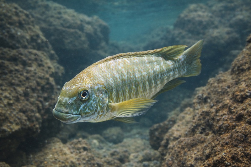 Petrochromis macrognathus 'Kantalamba'